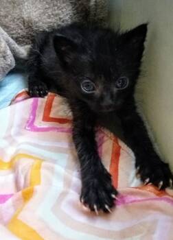 Rescue Domestic Short Hair Cats for Adoption in Columbia, South Carolina - Frasier | PetCurious