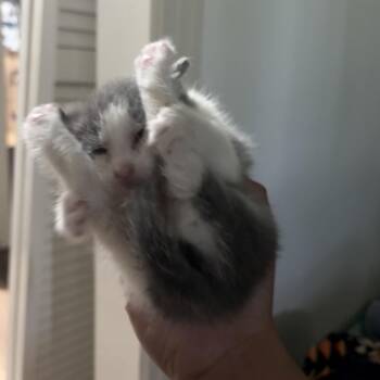 Storm -  Domestic Short Hair Cat for Adoption in Clarksville, Tennessee - Storm | PetCurious
