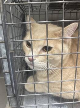 MISO -  Domestic Short Hair Cat for Adoption in Las Vegas, Nevada - MISO | PetCurious