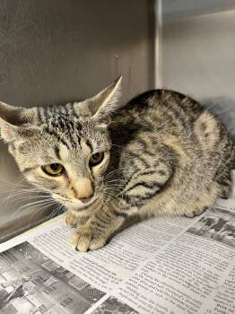 Domestic Medium Hair Cats Available for Adoption in Hopkinsville, Kentucky - Leah | PetCurious