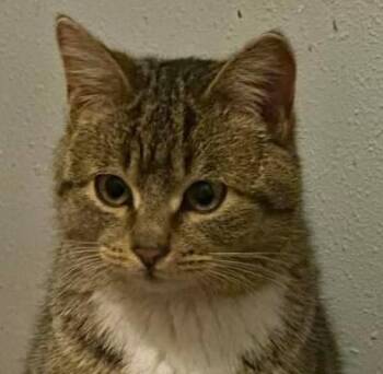 Domestic Short Hair Cats Available for Adoption - Krissy | PetCurious