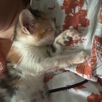 Koenigsegg 18 -  Domestic Short Hair Cat for Adoption in Austin, Texas - Koenigsegg 18 | PetCurious