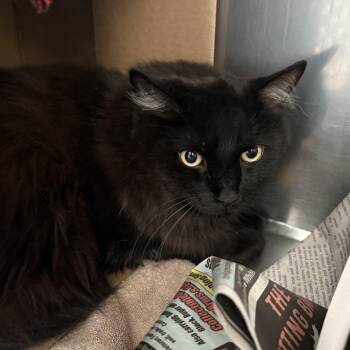 Atticus *Bonded w/ Ham -  Domestic Short Hair Cat for Adoption in Dover, New Hampshire - Atticus *Bonded W/ Ham | PetCurious