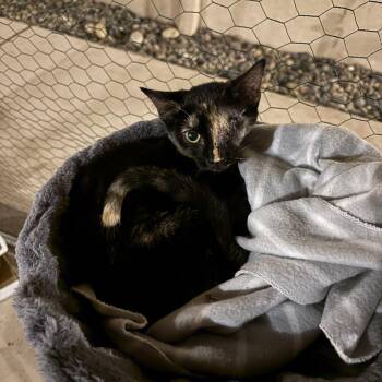 Rescue Tortoiseshell Cats for Adoption in Las Cruces, New Mexico - Avalon | PetCurious