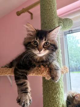 Kevin -  Domestic Short Hair Cat for Adoption in Montreal, Quebec - Kevin | PetCurious