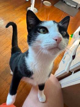 Elizabeth (Lizzy) -  Domestic Short Hair Cat for Adoption in Highland, New York - Elizabeth (Lizzy) | PetCurious
