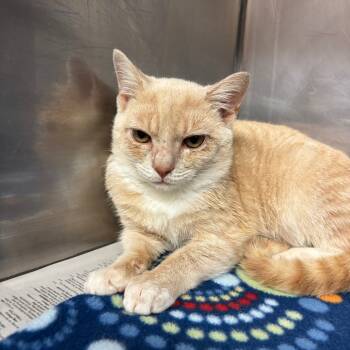 Rescue Domestic Short Hair Cats for Adoption in Ruckersville, Virginia - Pete | PetCurious