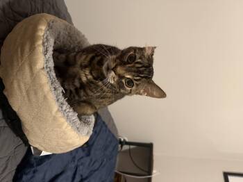 Raisin -  Domestic Short Hair Cat for Adoption in Zephyr, Ontario - Raisin | PetCurious