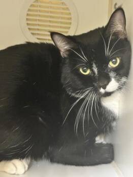 Domestic Short Hair Cats Available for Adoption in Lowell, Massachusetts - Ludo | PetCurious