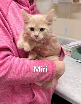 Miri -  Domestic Medium Hair Cat Available for Adoption in Plattsburgh, New York - Miri | PetCurious