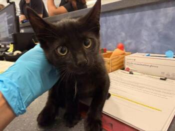 A1266406 -  Domestic Short Hair Cat for Adoption in Charlotte, North Carolina - A1266406 | PetCurious