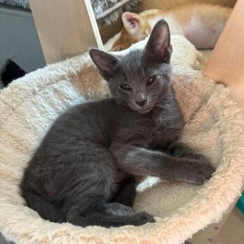 Arugula -  Domestic Short Hair Cat for Adoption in Bulverde, Texas - Arugula | PetCurious