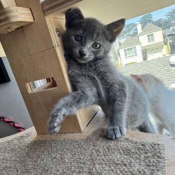 Domestic Short Hair Cats Available for Adoption in San Francisco, California - Pretzel Bonded With Cheese Ball | PetCurious