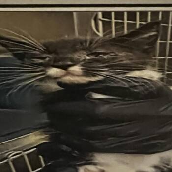 Domestic Short Hair Cats Available for Adoption in Winston-salem, North Carolina - Charmer(brown) | PetCurious
