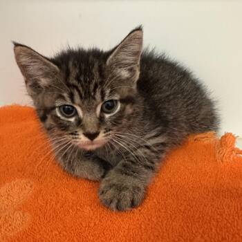 Salazar -  Domestic Short Hair Cat for Adoption in Greensboro, North Carolina - Salazar | PetCurious