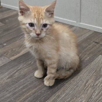 Blazer -  Domestic Short Hair Cat for Adoption in Ripley, Tennessee - Blazer | PetCurious