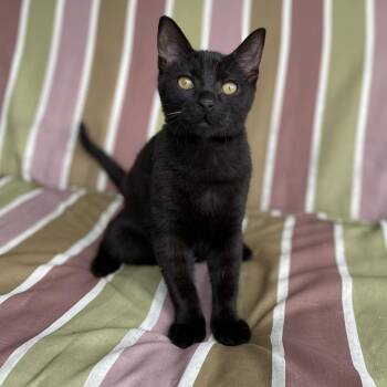 Domestic Short Hair Cats Available for Adoption - Beetle | PetCurious