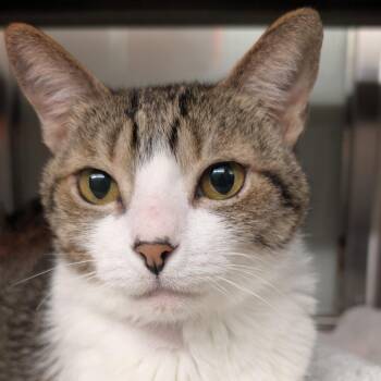 Domestic Short Hair Cats Available for Adoption in Palm Springs, California - Petey | PetCurious