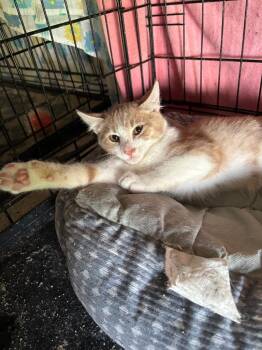 Oscar -  Domestic Short Hair Cat for Adoption in Camp Hill, Pennsylvania - Oscar | PetCurious