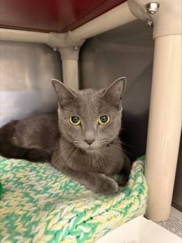 Rescue Domestic Short Hair Cats for Adoption in Morristown, New Jersey - Lois | PetCurious