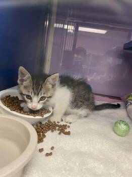 BUCKY* -  Domestic Short Hair Cat for Adoption in Santa Cruz, California - BUCKY* | PetCurious