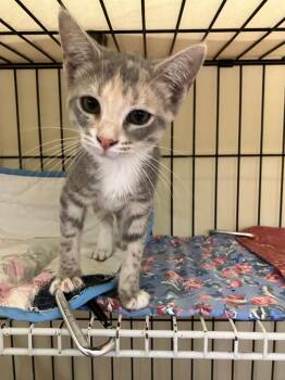 Lexie -  Domestic Short Hair Cat for Adoption in Lunenburg, Massachusetts - Lexie | PetCurious
