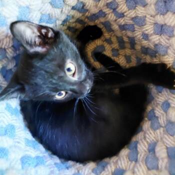 Bari -  Domestic Short Hair Cat for Adoption in East Hanover, New Jersey - Bari | PetCurious