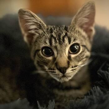 Hobson -  Domestic Short Hair Cat for Adoption in Los Angeles, California - Hobson | PetCurious
