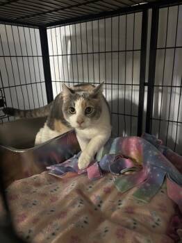Rescue Domestic Short Hair Cats for Adoption in Algona, Iowa - Hana | PetCurious