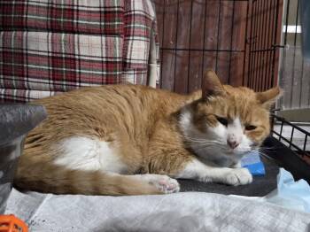 Rescue Domestic Short Hair Cats for Adoption in Orlando, Florida - Squeaker | PetCurious