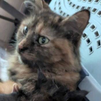 Pastel -  Domestic Long Hair Cat for Adoption in Akron, Ohio - Pastel | PetCurious