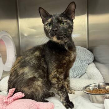 Rescue Domestic Short Hair Cats for Adoption in Los Angeles, California - Spotty | PetCurious