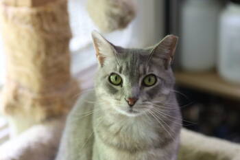 Rescue Tabby Cats for Adoption in Loveland, Ohio - Allie | PetCurious