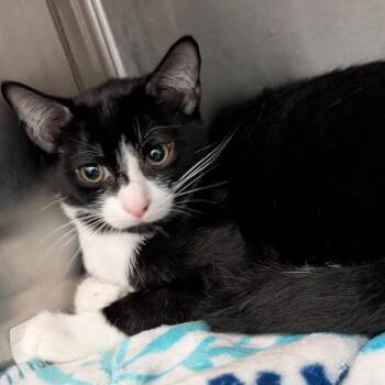 Frigate -  Domestic Short Hair Cat for Adoption in Pittsburgh, Pennsylvania - Frigate | PetCurious