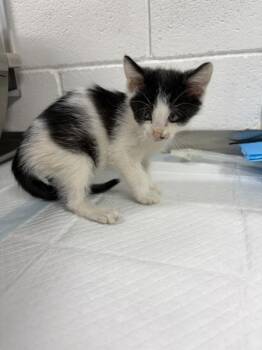 Nada -  Domestic Short Hair Cat for Adoption in Morristown, Tennessee - Nada | PetCurious