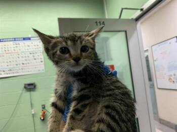 OMELET -  Domestic Short Hair Cat for Adoption in Grand Prairie, Texas - OMELET | PetCurious