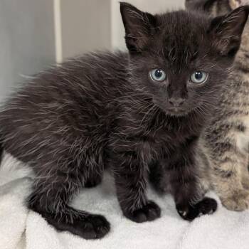 Domestic Short Hair Cats Available for Adoption in Buchanan Dam, Texas - Kingsley | PetCurious