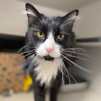 REGINALD -  Domestic Long Hair Cat for Adoption in Aurora, Colorado - REGINALD | PetCurious