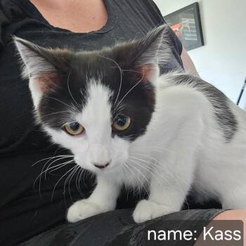 Kass Orr -  Domestic Short Hair Cat for Adoption in Eagle Mountain, Utah - Kass Orr | PetCurious