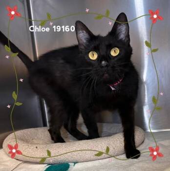 Domestic Medium Hair Cats Available for Adoption in Marietta, Georgia - CHLOE | PetCurious