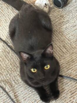 Domestic Short Hair Cats Available for Adoption in West Lafayette, Indiana - Slate | PetCurious