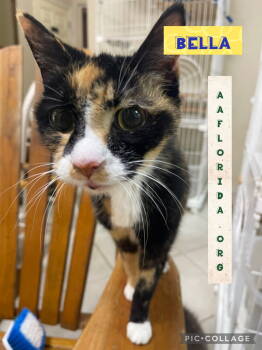 Rescue Calico and Manx Cats for Adoption in Pensacola, Florida - Bella | PetCurious