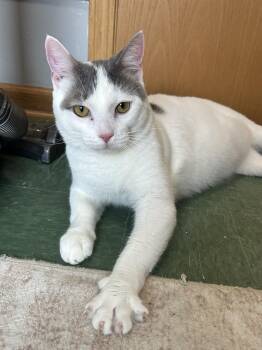Kevin -  Domestic Short Hair Cat for Adoption in Mokena, Illinois - Kevin | PetCurious