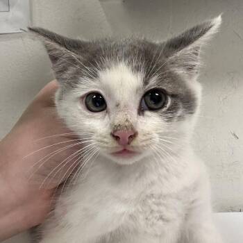 Meep -  Domestic Short Hair Cat Available for Adoption in Charleston, West Virginia - Meep | PetCurious