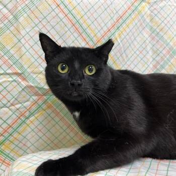 Scry -  Domestic Short Hair Cat for Adoption in Lyndhurst, Virginia - Scry | PetCurious