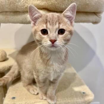 Timmy -  Domestic Short Hair Cat for Adoption - Timmy | PetCurious