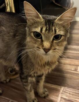 Daisy -  Domestic Short Hair Cat for Adoption in Vancouver, Washington - Daisy | PetCurious
