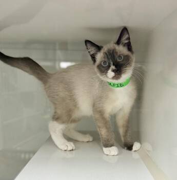 Rescue Snowshoe and Siamese Cats for Adoption in Tavares, Florida - Wolfie | PetCurious