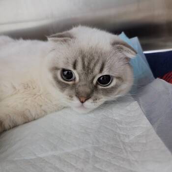 Jupiter -  Scottish Fold Cat for Adoption in La Grange, Kentucky - Jupiter | PetCurious
