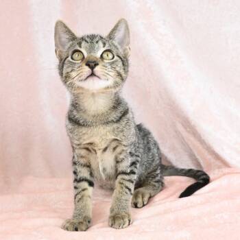 Teenie -  Domestic Short Hair Cat for Adoption in Mobile, Alabama - Teenie | PetCurious
